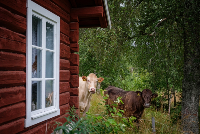 Rød hytte i skogen og to kyr står utenfor