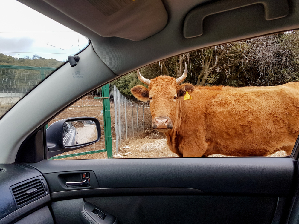 Brun okse med horn titter inn i en bil på gårdsplassen
